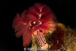 Christmas tree worm in red by Gleb Tolstov 